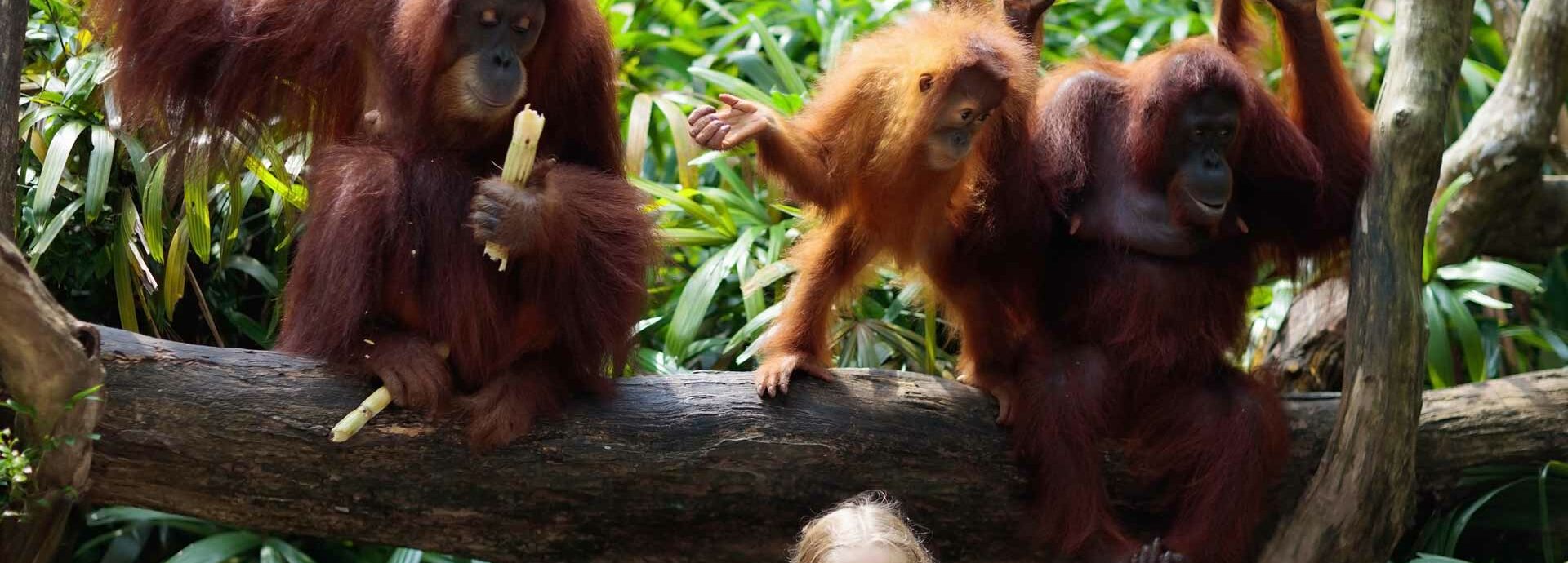 Affen mit kleinem Kind im Zoo Emmen