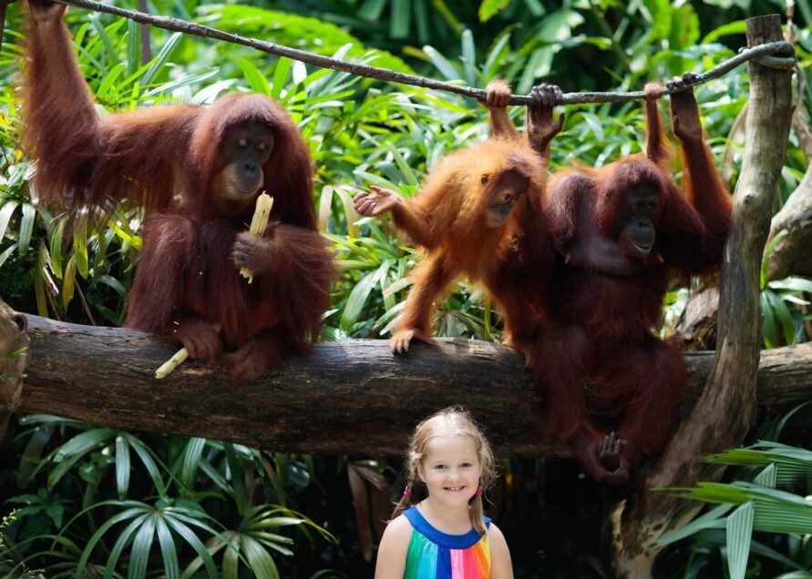 Affen mit kleinem Kind im Zoo Emmen